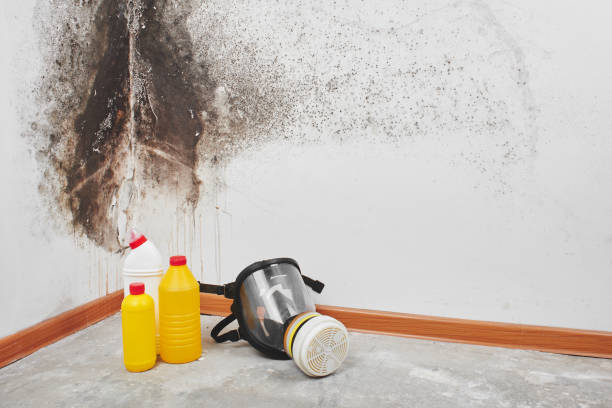 Best Certified Mold Removal  in New Orleans, LA