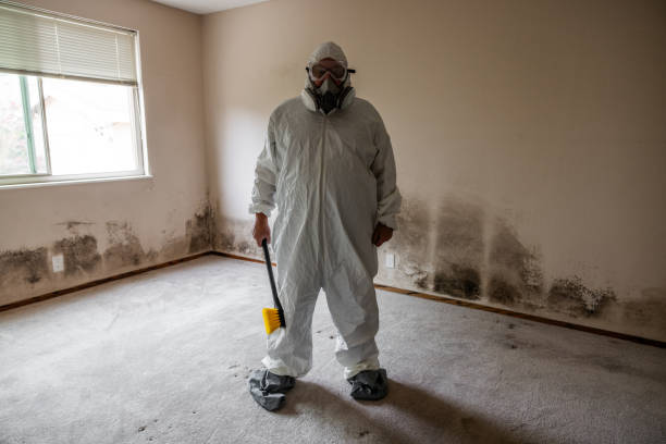 Best Black Mold Removal  in New Orleans, LA